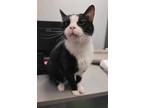 Adopt Dusty a Domestic Short Hair