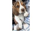 Adopt Stitch a Basset Hound, Beagle