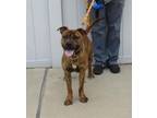 Adopt OSGOOD a Pit Bull Terrier, Mixed Breed