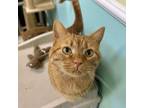 Adopt Simon Anderson 3965 a Domestic Short Hair