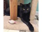 Adopt Boo Kitty 5097 a Domestic Short Hair