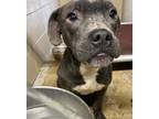 Adopt CROSBY a Pit Bull Terrier, Mixed Breed