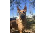 Adopt Churro (140332) a Shepherd