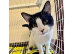 Adopt Dash a Domestic Short Hair