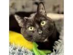 Adopt Hershey a Domestic Short Hair