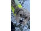 Adopt GIZMO a Yorkshire Terrier, Poodle