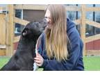 Adopt Fazo a Pit Bull Terrier, Mixed Breed