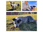 Adopt RUGAR a Australian Cattle Dog / Blue Heeler, Mixed Breed