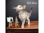 Adopt Bob Ross a Domestic Medium Hair, Domestic Short Hair
