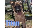 Adopt Titan a Anatolian Shepherd, Husky