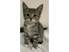 Adopt Daytona a Domestic Short Hair, Tabby