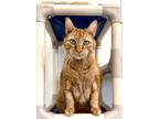 Adopt Dewey a Domestic Short Hair