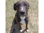 Adopt ACAC-Stray-ac/#24-13163/Scott a Labrador Retriever, Doberman Pinscher