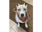 Adopt Walker a Pit Bull Terrier