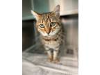 Adopt Percey a Domestic Short Hair