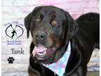 Adopt Tank--IN TRAINING--SEE VIDEO a Black Labrador Retriever, Saint Bernard