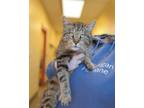 Adopt Jay a Domestic Short Hair