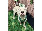 Adopt Seamus - No Fee! a American Bully