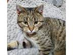 Adopt Tres - ADOPTION PENDING a Tiger, Domestic Short Hair