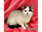 Adopt Wormtail 29849 a Domestic Short Hair