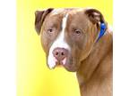 Adopt BIG RED a Pit Bull Terrier