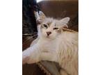 Adopt Fritz a Domestic Medium Hair