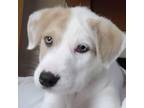 Adopt Jona a Great Pyrenees