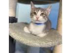 Adopt Walker a Domestic Short Hair