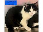 Adopt Mowgli is at Petsmart a Domestic Short Hair