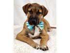 Adopt Matt a Boxer, Mixed Breed