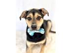 Adopt Saint a Retriever, Mixed Breed