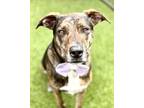 Adopt Loki a Catahoula Leopard Dog, Mixed Breed