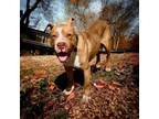 Adopt Bishop a Pit Bull Terrier