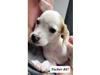 Adopt Tucker a Labrador Retriever, Boxer