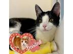 Adopt Alfred a Domestic Short Hair