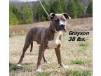 Adopt Grayson a Mixed Breed