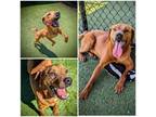 Adopt BRONZE a Redbone Coonhound