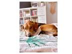 Adopt Lary a Hound