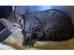 Adopt Nimbus a Tabby