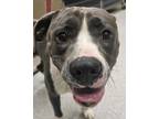 Adopt Blue a Mixed Breed