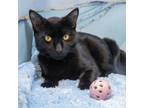 Adopt Fig a Bombay, Domestic Short Hair