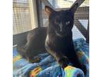 Adopt Fig a Bombay, Domestic Short Hair
