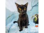 Adopt Dime a Bombay, Domestic Short Hair