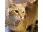 Adopt Munchkin a Domestic Short Hair, Tabby