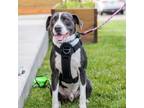Adopt Bertram--In Foster a Pit Bull Terrier