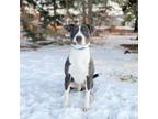 Adopt Bertram--In Foster a Pit Bull Terrier