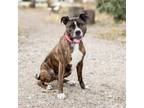 Adopt Bronson--In Foster***ADOPTION PENDING*** a Pit Bull Terrier