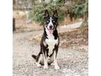 Adopt Sokka a Husky, Pit Bull Terrier