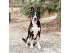 Adopt Sokka***ADOPTION PENDING*** a Husky, Pit Bull Terrier