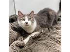 Adopt Mowii--In Foster a Domestic Short Hair
